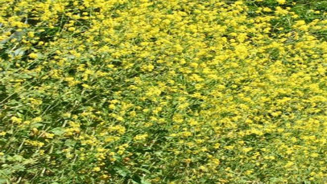 Black Mustard The Pretty Boy Of Invasive Weeds Is Now Blooming Like Crazy Environment Theeastsiderla Com