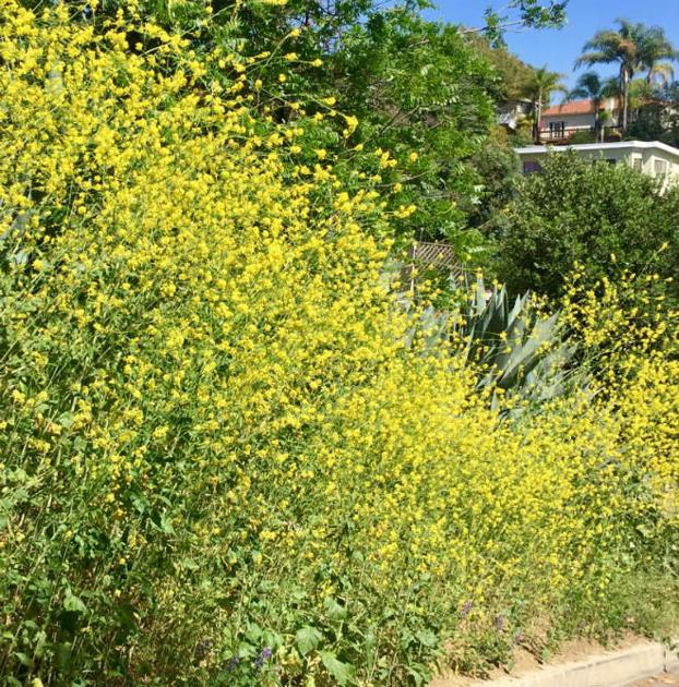 Black Mustard, the pretty boy of invasive weeds, is now blooming like