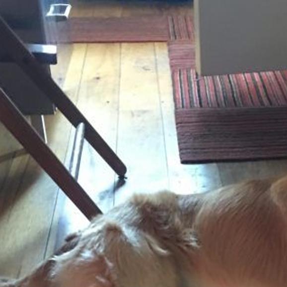 Lost In Silver Lake Golden Retriever Pets And Wildlife Theeastsiderla Com