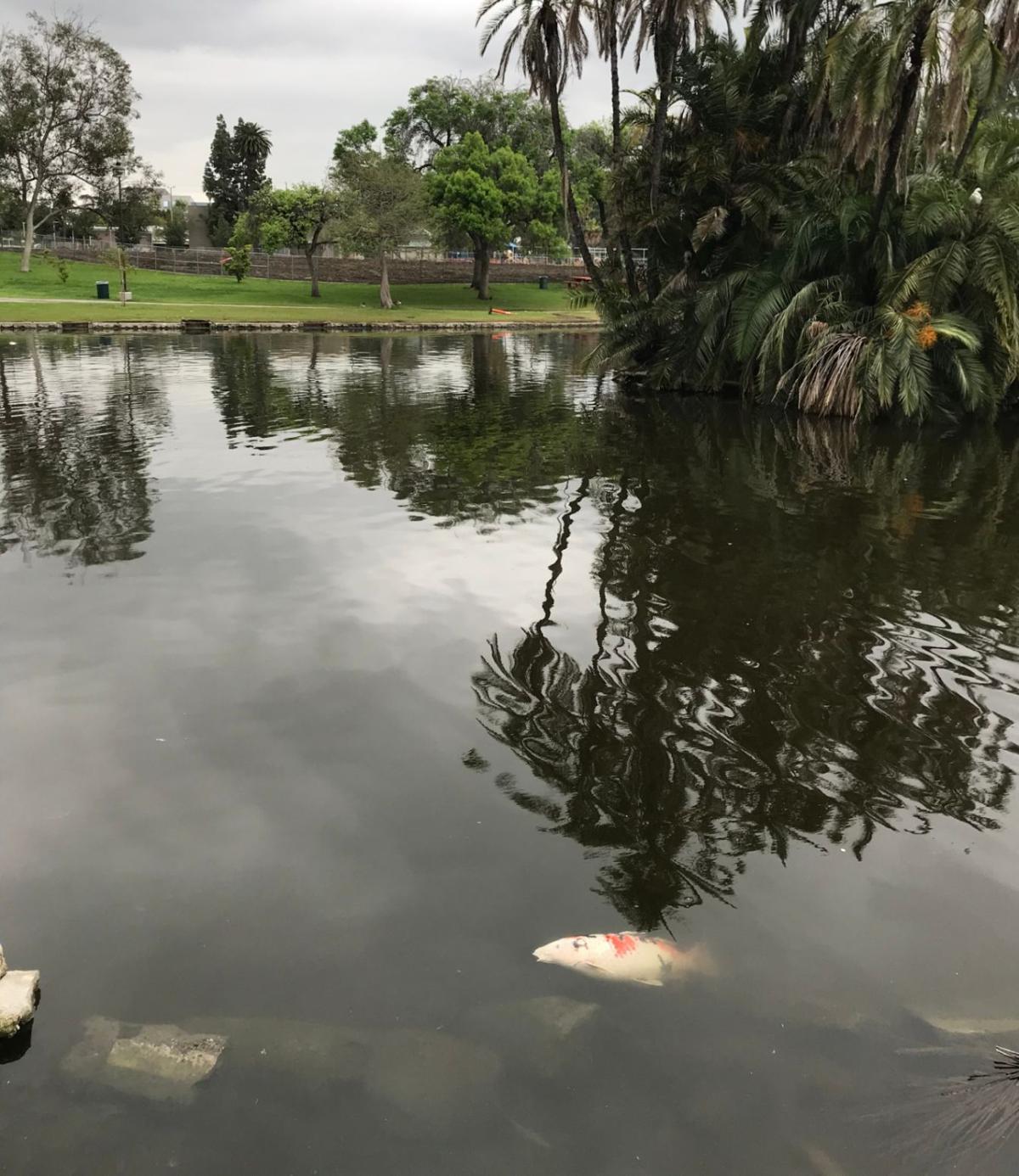 Fish are turning up dead in Lincoln Park Lake, and the reason remains a