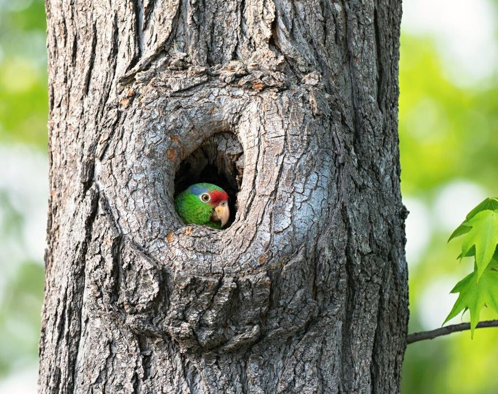 Tracking L.A. parrots | Eagle Rock News | theeastsiderla.com