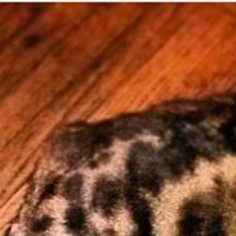 Lost In Echo Park Dark Tabby Cat Pets And Wildlife