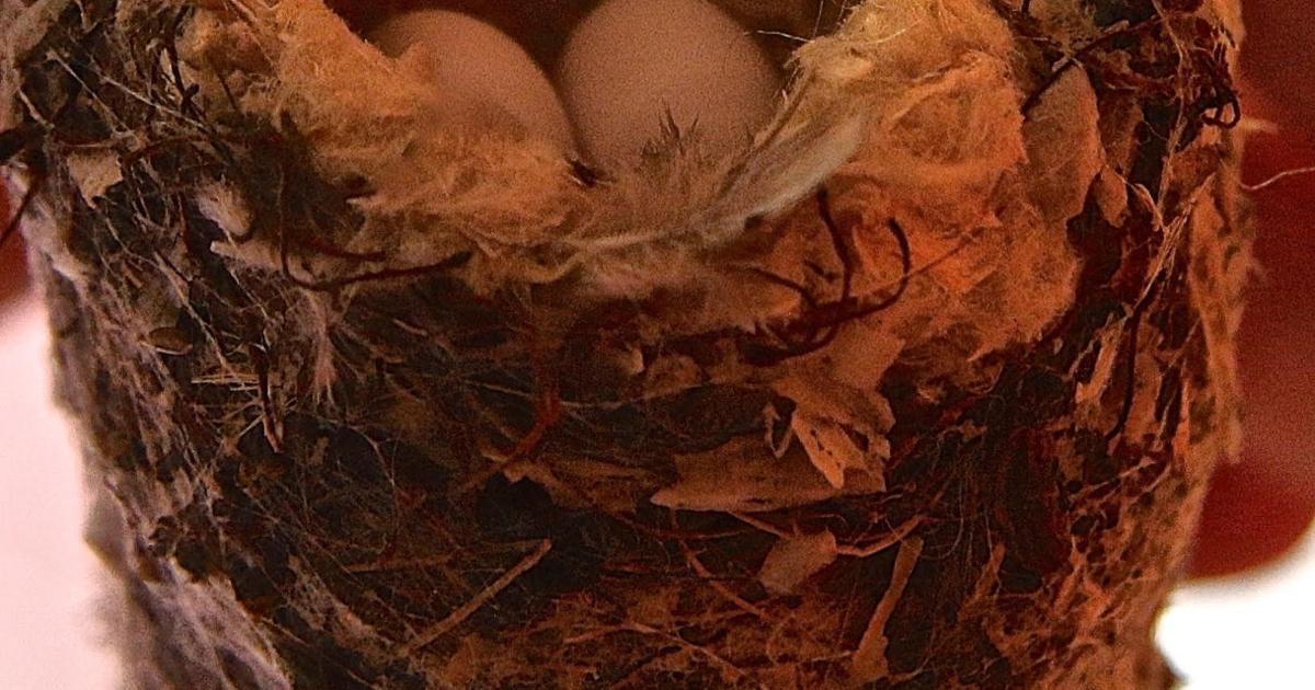 Hummingbirds Inside A peek inside a Silver Lake hummingbird nest | Pets And Wildlife ...