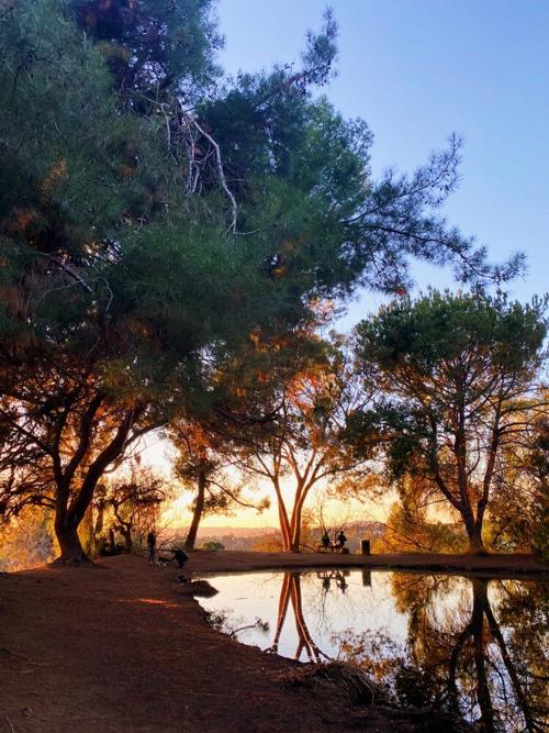 The pond at Debs Park