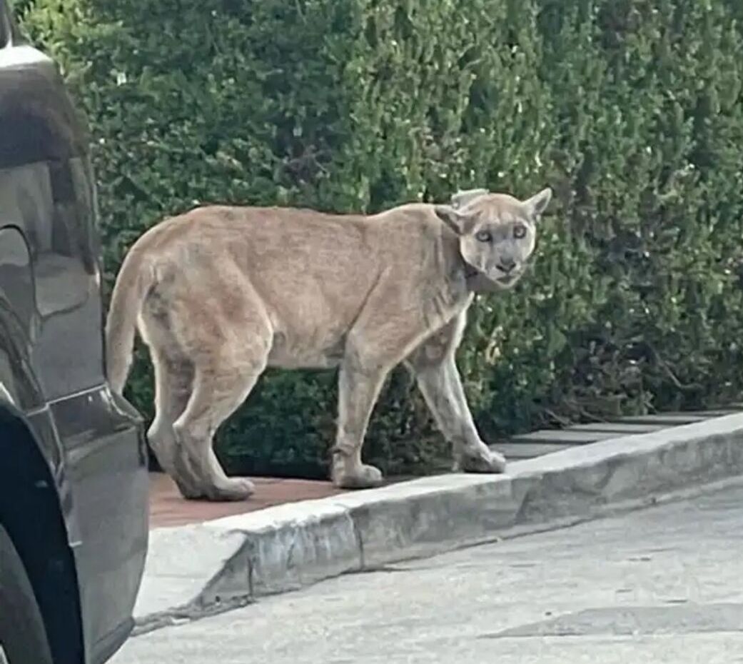 Mountain lion spotted on the streets of Los Feliz - The famed P-22? | Los  Feliz News | theeastsiderla.com