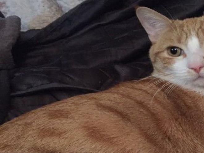Lost In Glassell Park Orange And White Tabby Cat Updated Pets