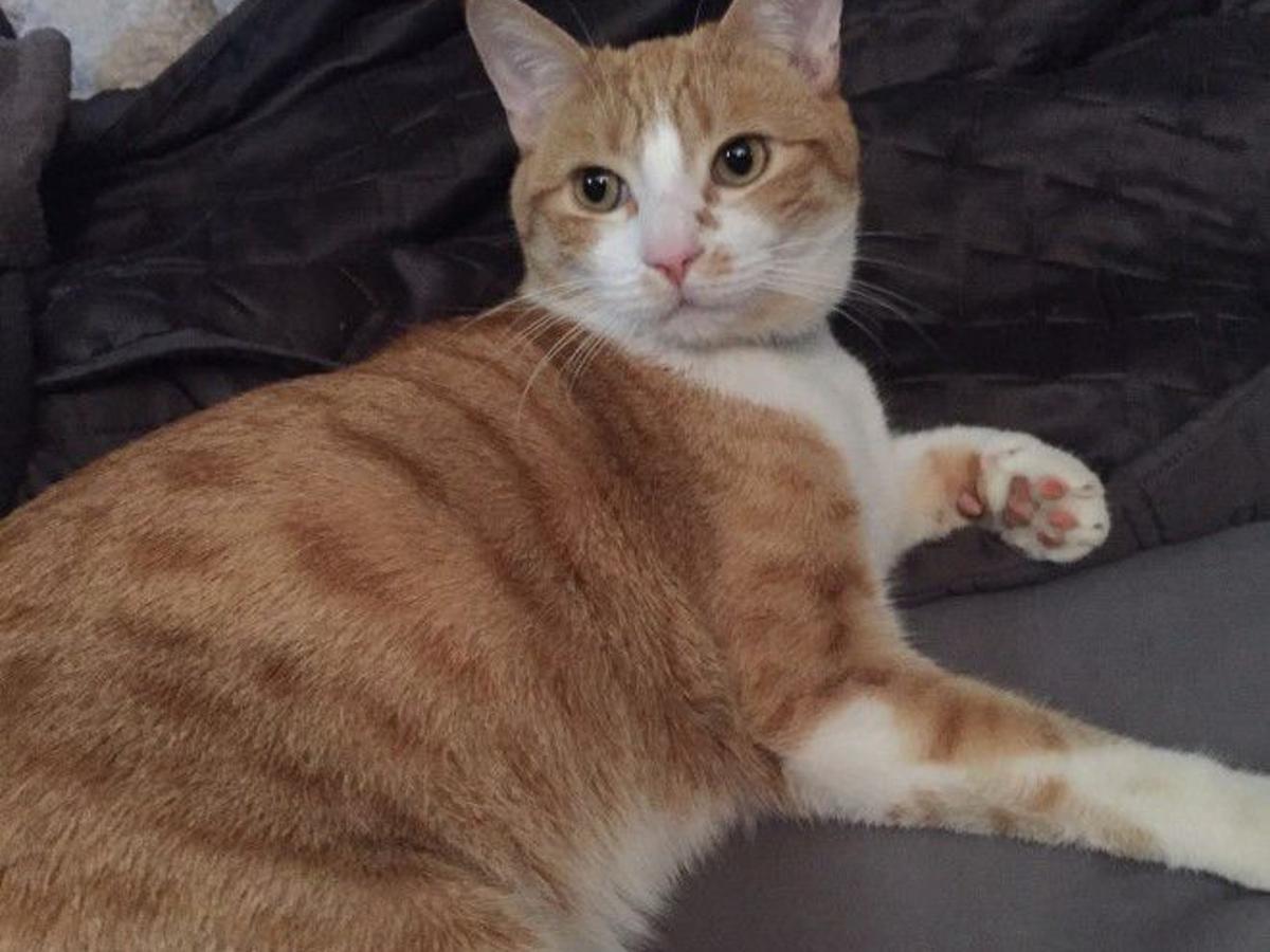 Lost In Glassell Park Orange And White Tabby Cat Updated Pets
