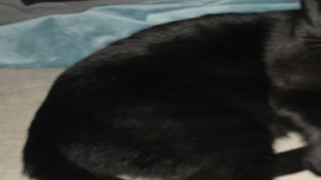 Found In El Sereno Affectionate Male Black Cat Pets And