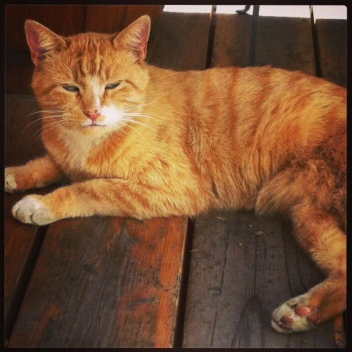 Found In Highland Park Very Friendly Orange Tabby Cat Pets And