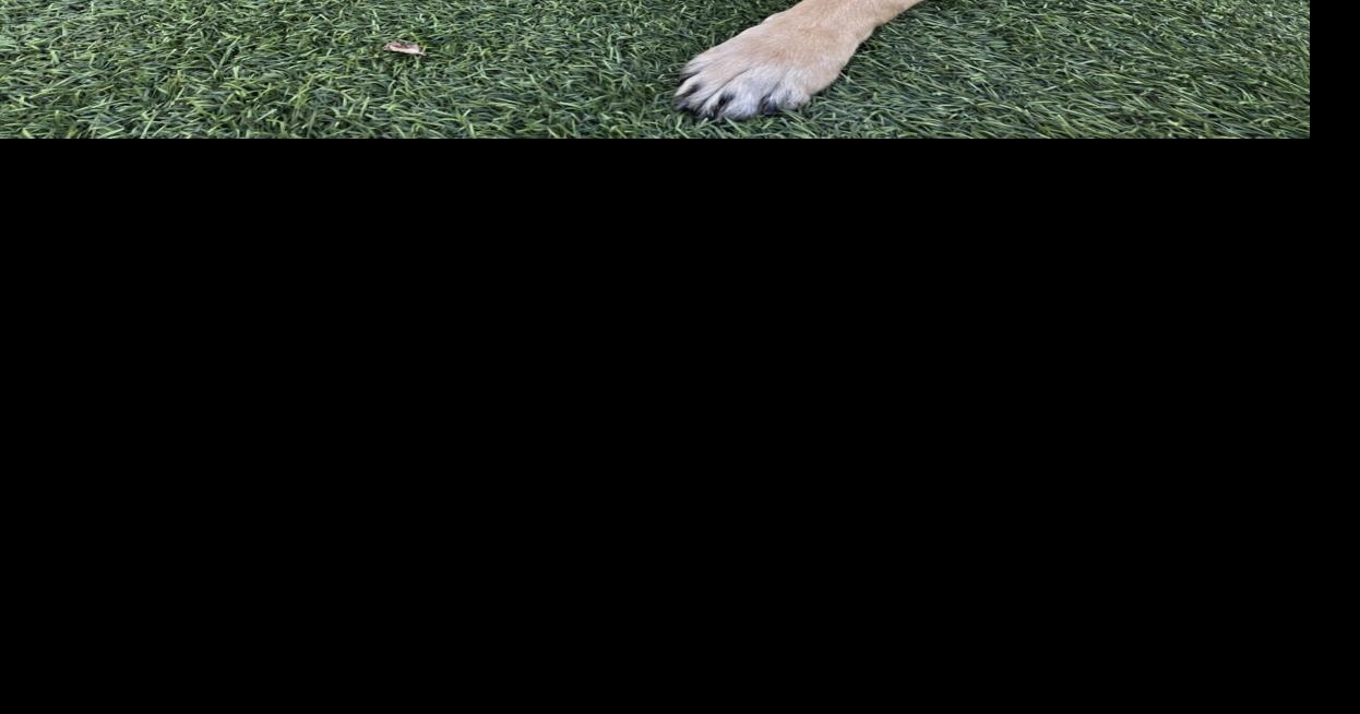 Backyard Rentals For Dogs Celebrating a Cat Named Room 8