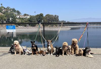 A dozen dogs leashed to fence at Silver Lake Reservoir