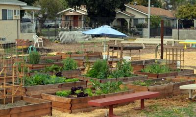 New Community Garden Grows In Elysian Valley Eastsider On The Go