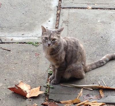 Lost In Angeleno Heights Light Grey Tabby Cat Pets And Wildlife