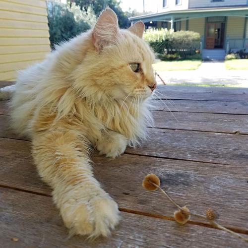 A large cat named Belle Boy stretches out on a porch