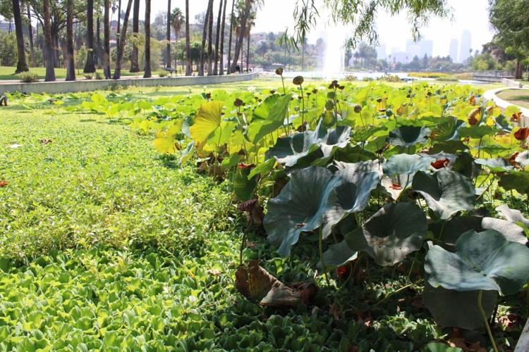 Echo Park Lake lotus bed has once again faded away, Echo Park News