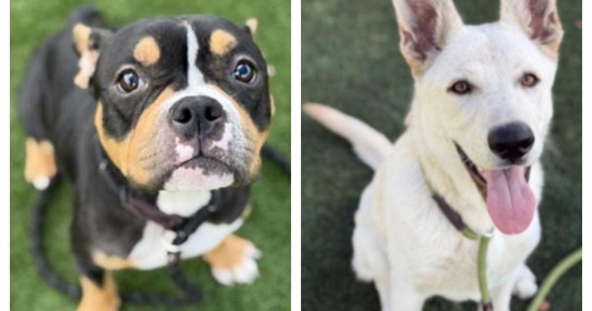 Meet Bixy and Homer: Eastsider Pets of the Week!
