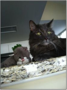 Lost In Eagle Rock Large Grey Maine Coon Mix Pets And Wildlife