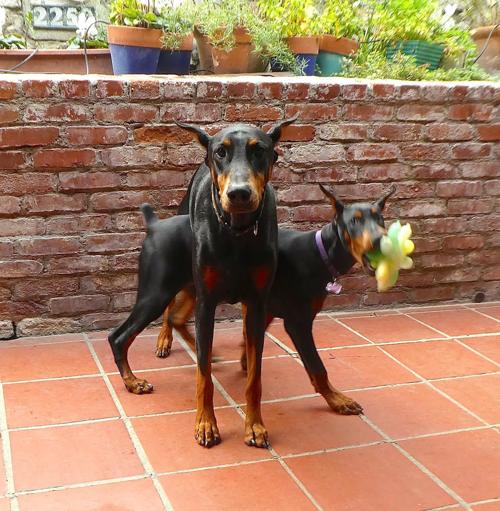 Silver Lake Dobermans at play