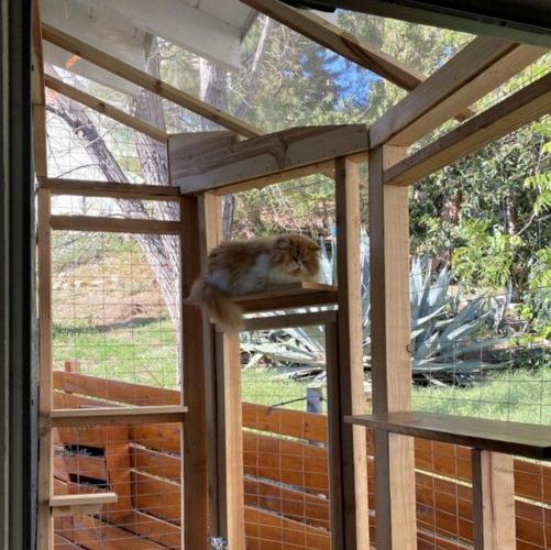 CATIO 3 - an enclosed outdoor cat patio with Mr. Cheese 600