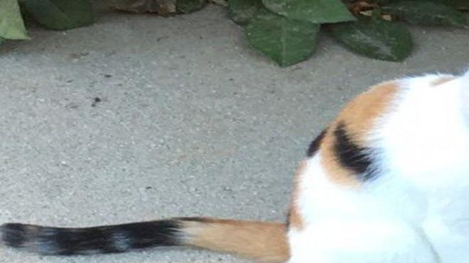 Lost In Silver Lake Small Calico Cat Pets And Wildlife