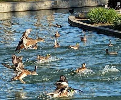 Ducks landing in the water at Belvedere Park Lake