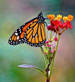 A Monarch butterfly born and bred in Silver Lake