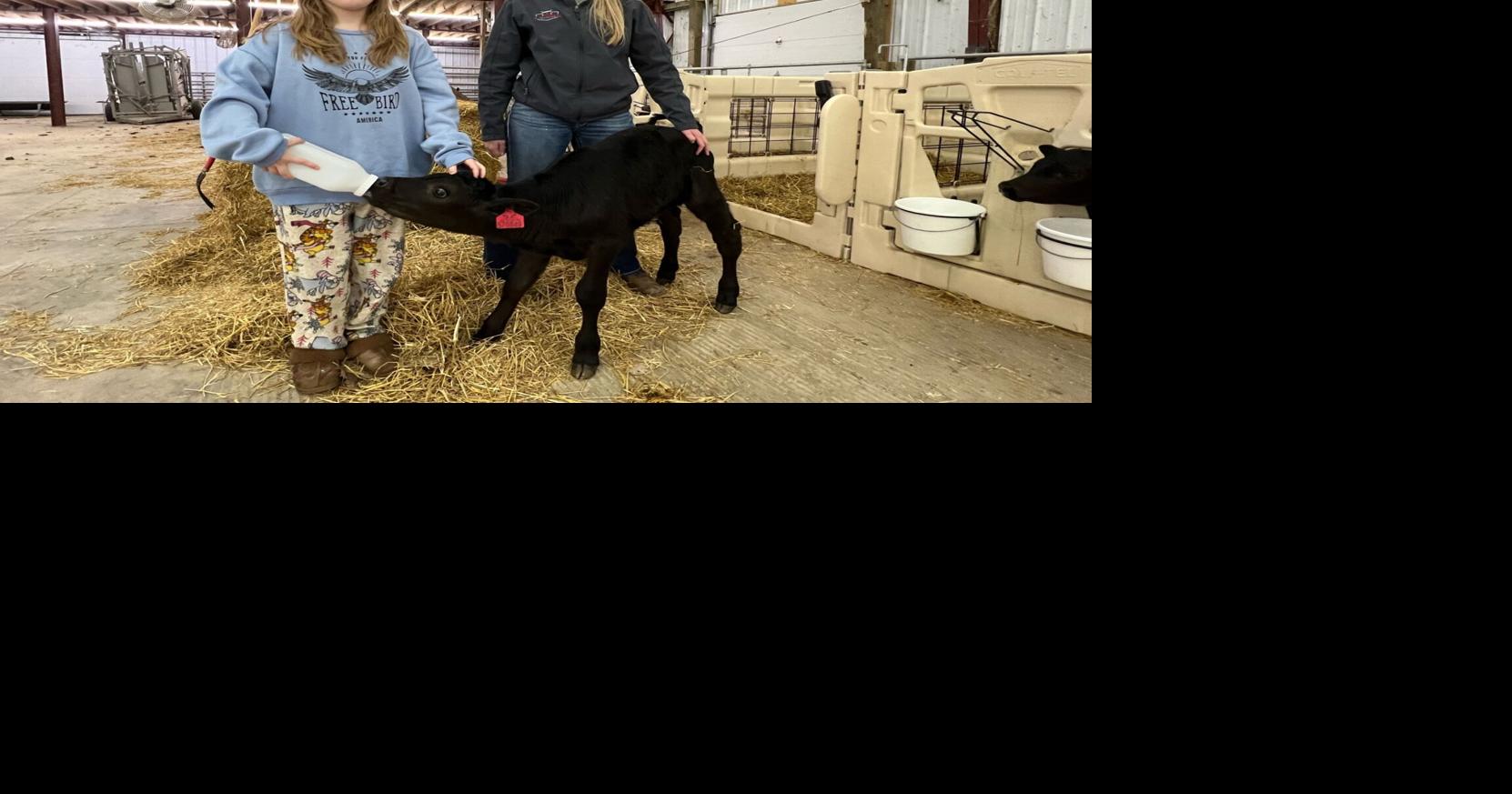 Tri Star Animal Health Program welcomes new calves | News ...