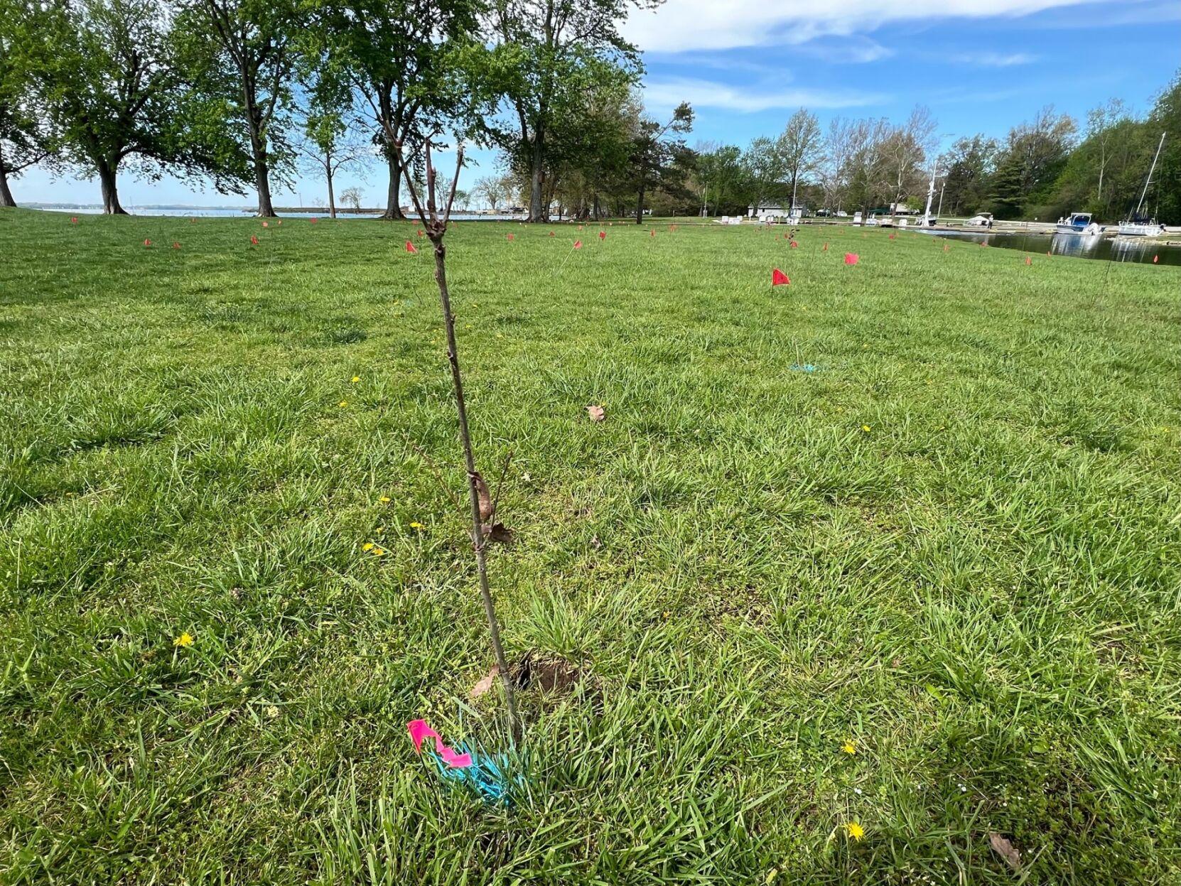 Over 650 trees have been planted at Grand Lake St. Marys News