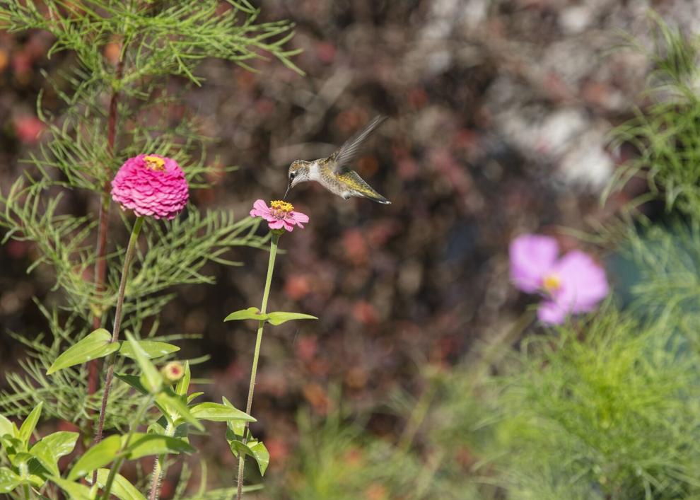 The year we all became bird-watchers: Writer Brian Doyle finds God in