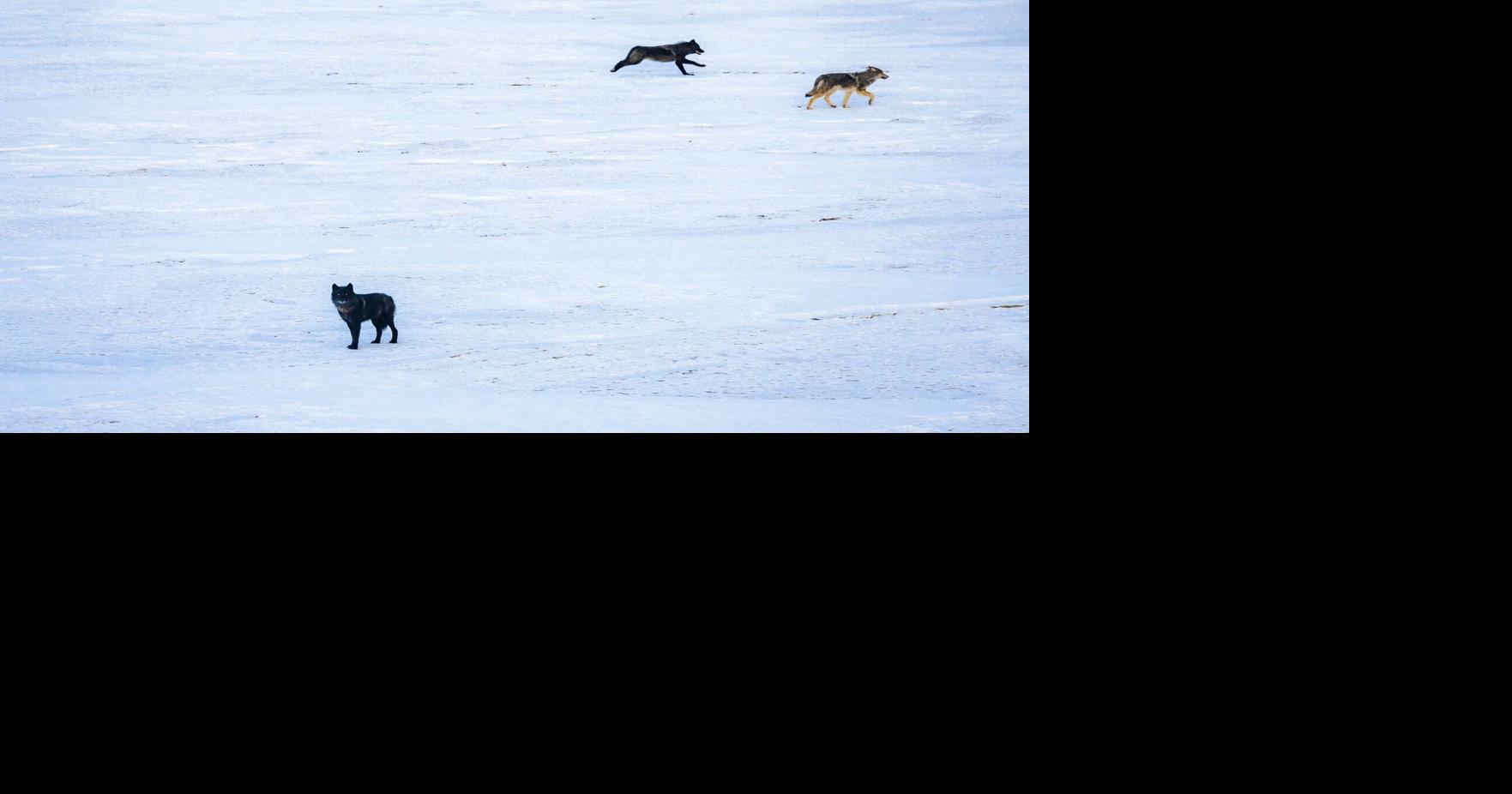 Why are the wolves dying? | Local News | theflume.com