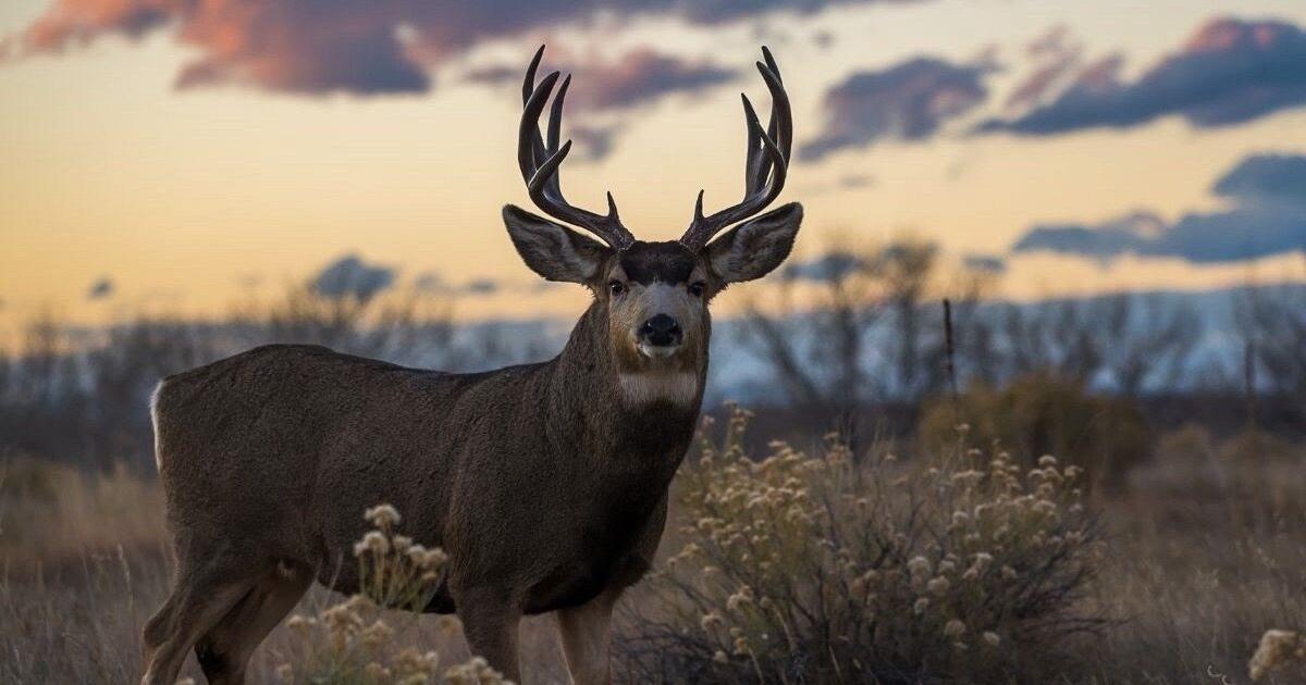 CPW invites landowners to request funding to protect wildlife habitat