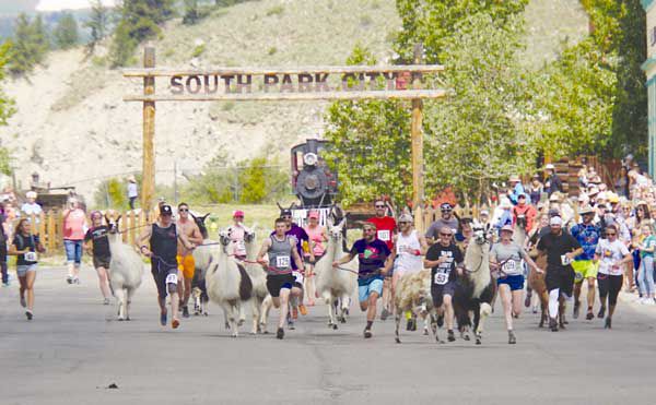 at the sound of the gun - llamas run