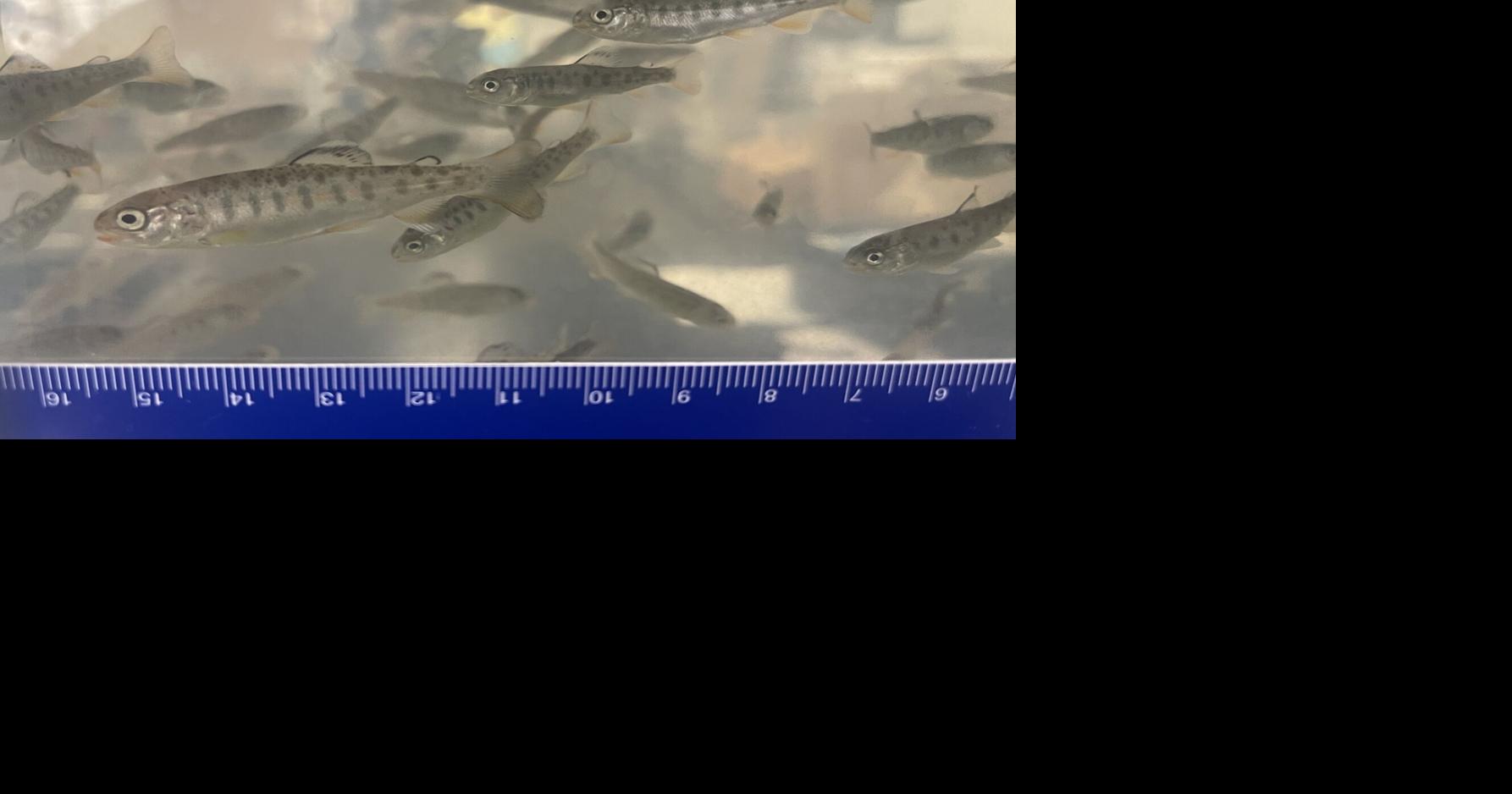 Platte Canyon students explore science with River Watch | Local News ...