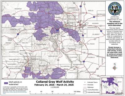 Collared Gray Wolf Activity Map