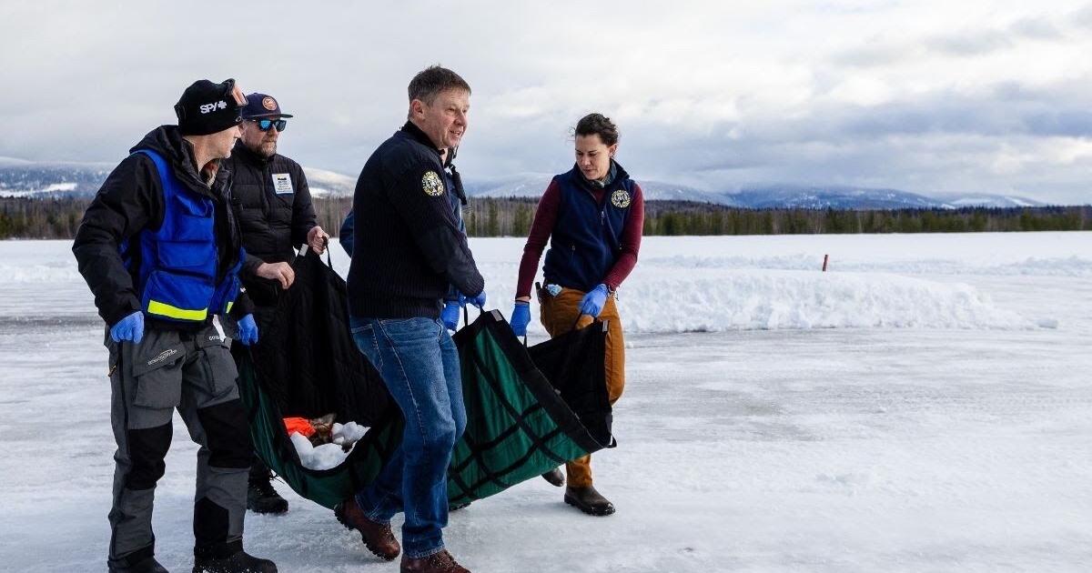 CPW submits response to U.S. Fish and Wildlife regarding federal takeover of wolf management