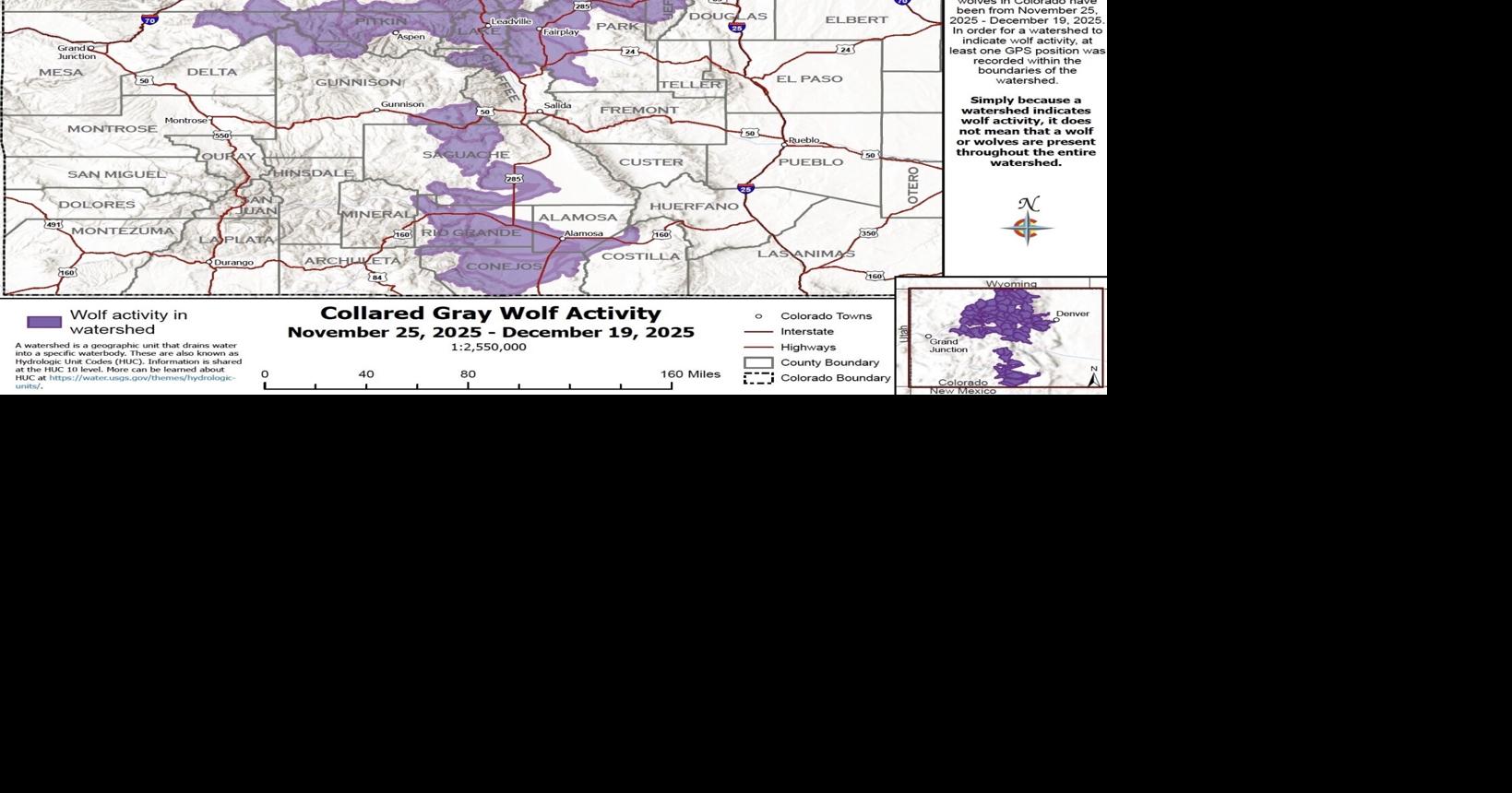 Wolf activity across Colorado remains consistent into December