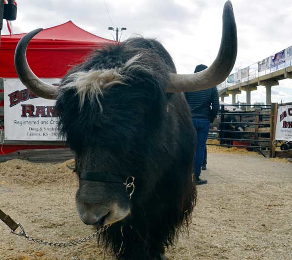Superstar Diego the yak