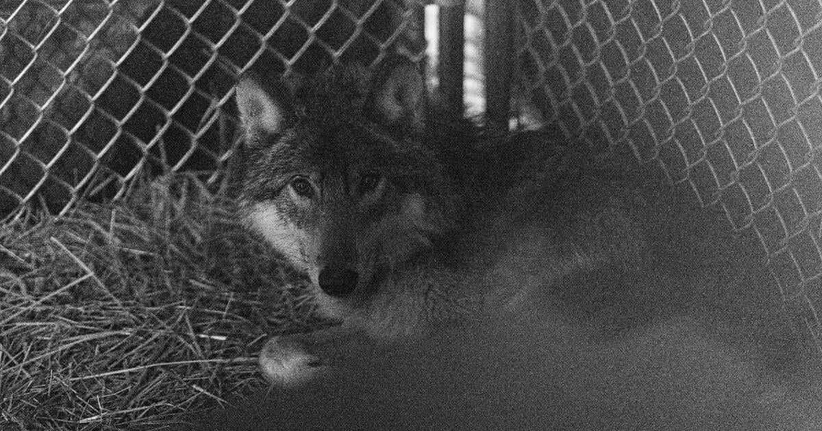 Gray wolf that crossed into New Mexico captured and returned to state
