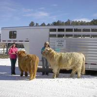 Colored Rain Ranch a breed of its own | Free Content | theflume.com