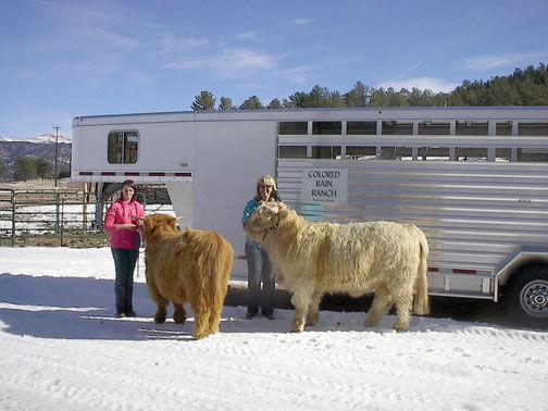 Colored Rain Ranch A Breed Of Its Own Free Content Theflume Com