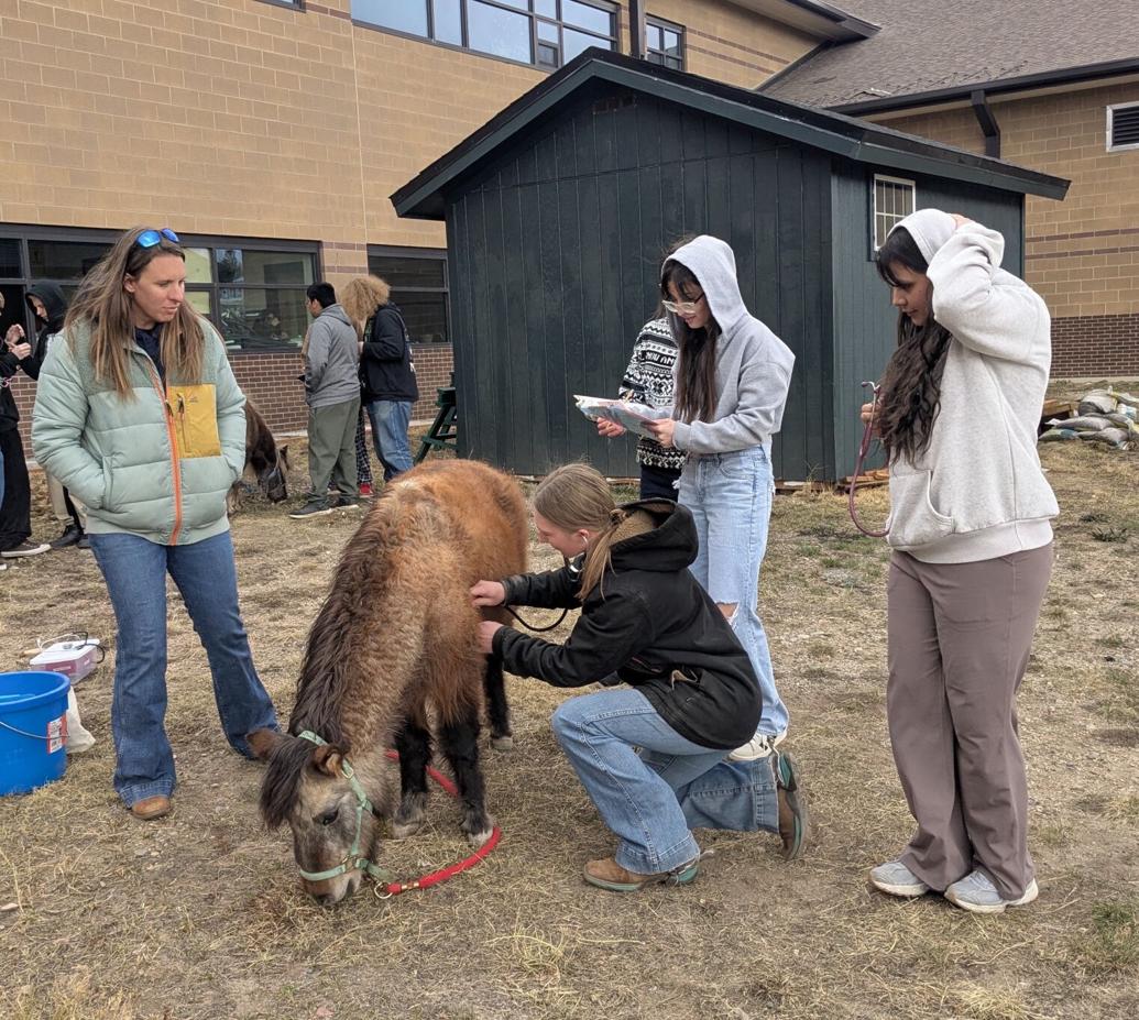 Youth programming thrives at Far View Horse Rescue | Local News ...
