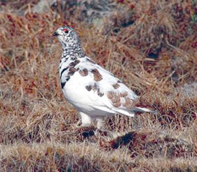 Ptarmigan Reproduction In Colorado Varies Likely Not Linked To Warming Trends Head News Theflume Com