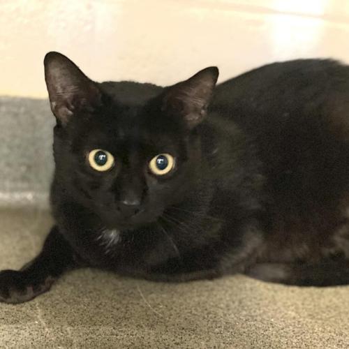 Furry Friends in need of a home: Charcoal.