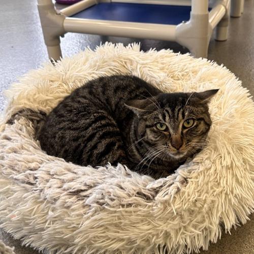 Bubbles, domestic short hair