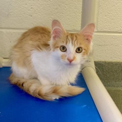 070723 Feline Friday Katia