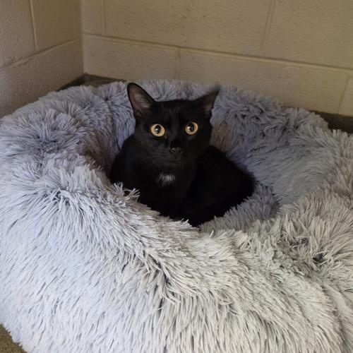 Tanya, domestic short hair