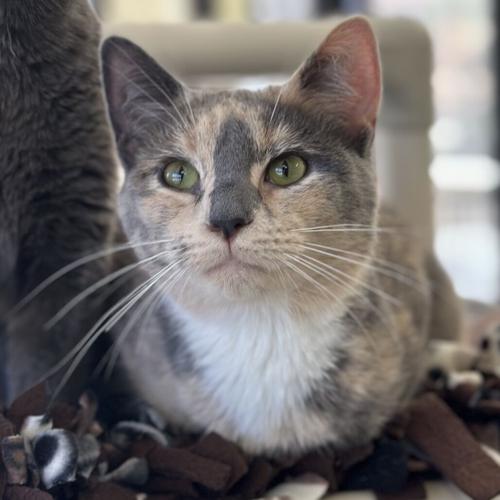 Feline Friday: Purrtisha, domestic short hair