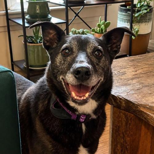 Isadora, Lab mix