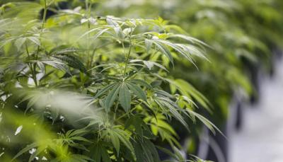 LOCAL CANADA MARIJUANA GEE (copy)