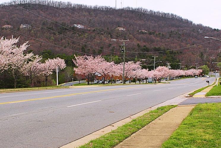 Rocky Mount's North Main Street (copy)